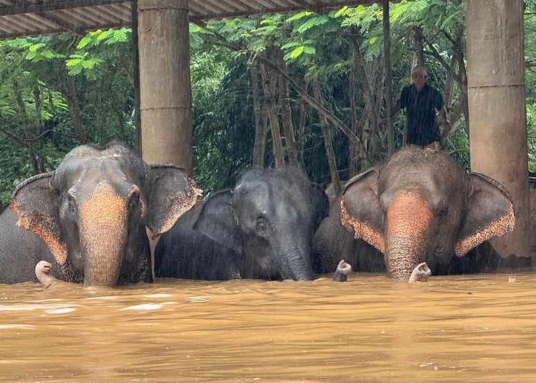 Elefantes são retirados para locais mais altos após o Parque de Elefantes em Chiang Mai ficar inundado | Reprodução/Save Elephant Foundation