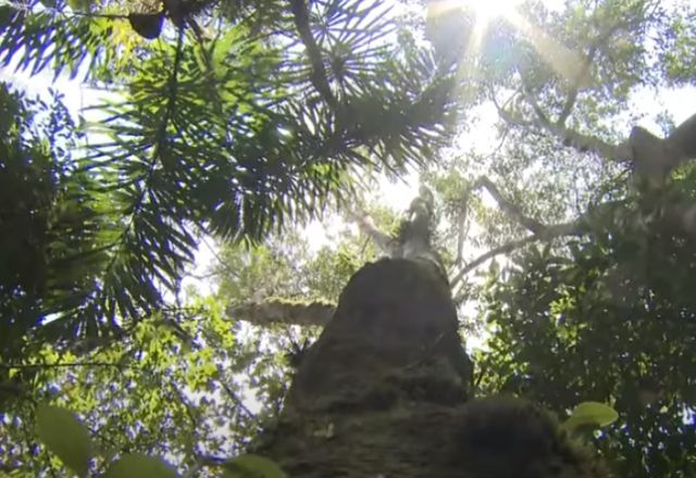 Em estudo publicado na revista Science, foram avaliadas 4.950 espécies. Destas, 65% estão ameaçadas. | SBT