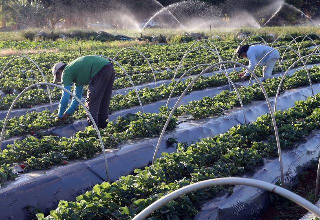 Em relação ao aumento da área de cultivo perene - que dura vários anos - os dados apontam para as regiões do triângulo mineiro e do sul do estado de Minas Gerais | Agência Brasil