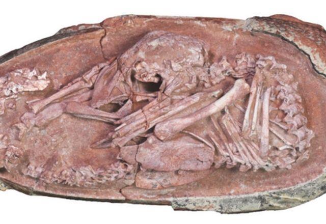 Pesquisadores encontram embrião de dinossauro perfeitamente preservado Pesquisadores encontram embrião de dinossauro perfeitamente preservado