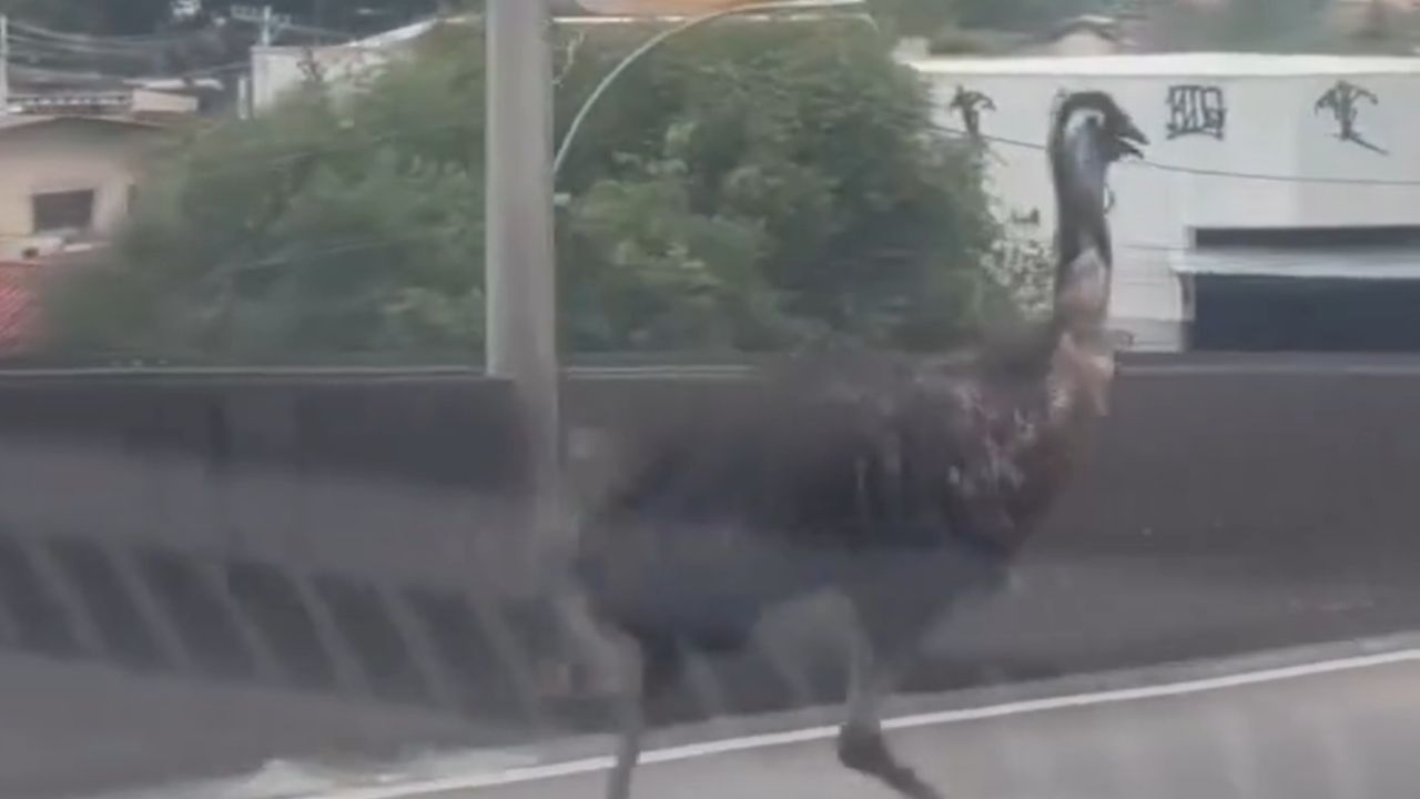 VÍDEO: Ave da Austrália é flagrada no trânsito do Rio