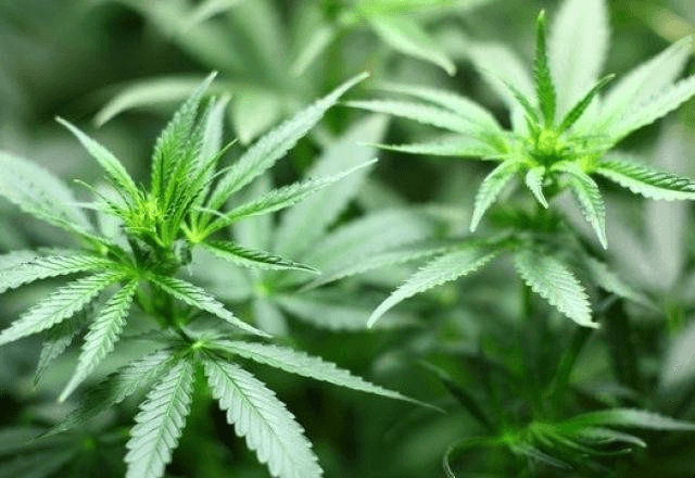 Enquanto a planta macho tem caules mais grossos e menos folhas, as fêmeas mais folhas, com um aspecto semelhante a um arbusto | Reprodução