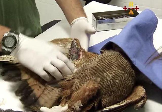 Entre os animais estão a corujinha-do-mato, a marreca-ananaí, o gavião-peneira e o pica-pau-de-banda-branca | Agência Brasil