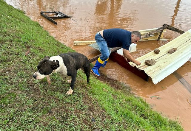 Cachorros presos em enchente são salvos no RS