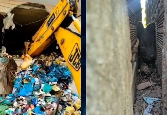 Escavadeira quebrando parede e cão preso entre duas paredes