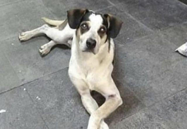 Estátua ficará exposta no Pet Parque Osasco, na grande São Paulo | Divulgação
