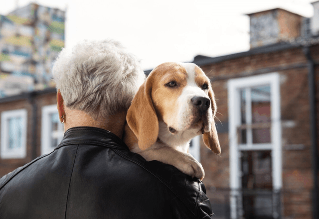 Estudo foi feito com cães beagle por cinco dias | Freepik