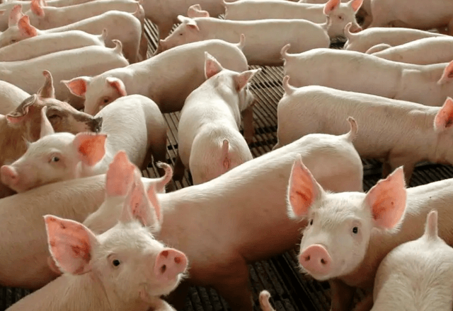 Exportações de carne suína bateram recorde em outubro de 2025 | Divulgação/Governo federal