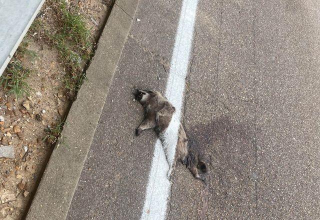 Faixa de estrada é pintada sobre guaxinim morto nos EUA