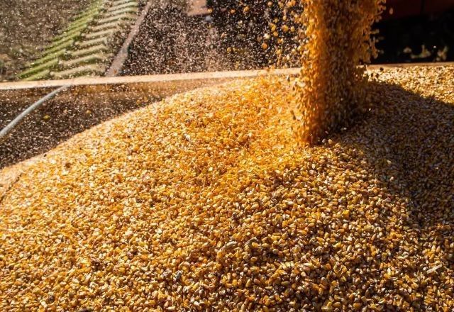 Fazenda projeta recuperação do agro no primeiro trimestre de 2025, mas desaceleração logo na sequência | Divulgação/Wenderson Araujo/Trilux