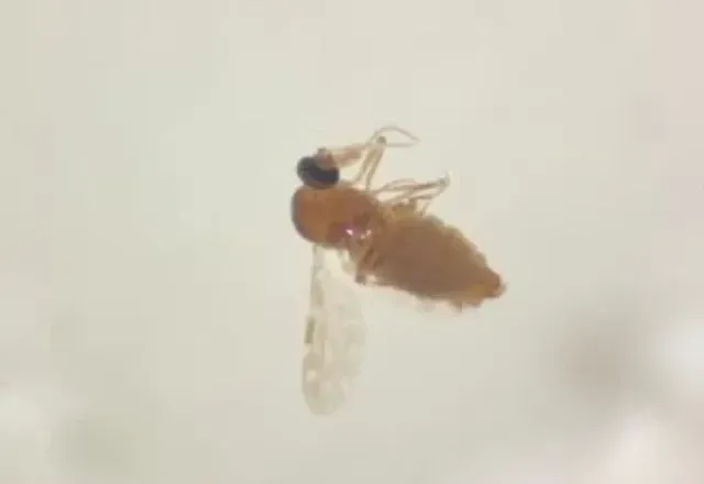 Casos de febre oropouche foram identificados em quase todo o país | Fiocruz