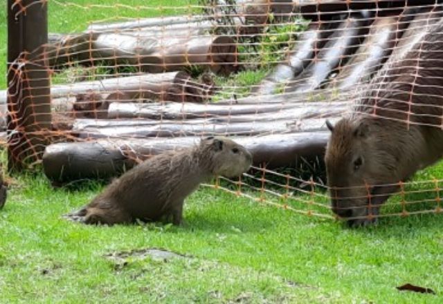 Filhote de capivara apresenta paralisia das patas traseiras poucos dias antes de morrer por encefalite causada pelo vírus da raiva, na Ilha Anchieta, litoral de SP  | Fundação Florestal