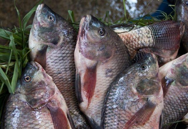 EUA foram responsáveis por mais da metade dos peixes exportados pelo Brasil neste ano, com 54% | Reprodução/Flickr