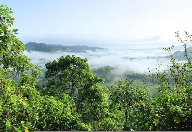Floresta amazônica vista de cima