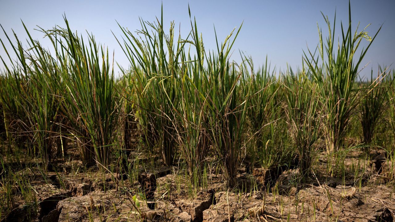Onu Projeta Alta Da Fome Aguda Com Avanco De El Nino Forte
