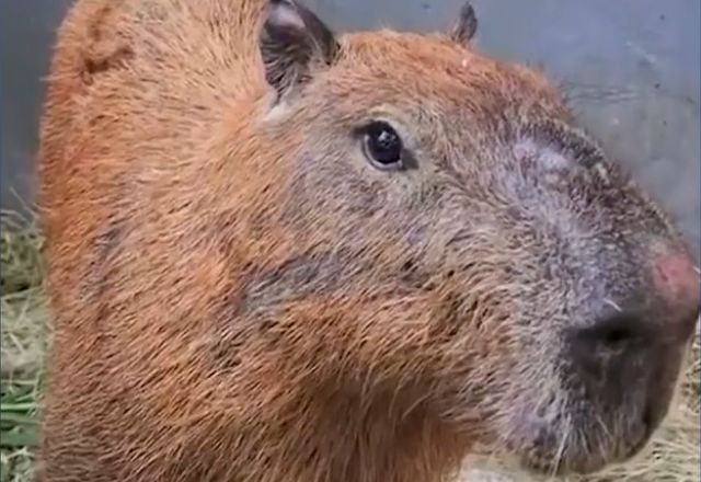 Capivara foi agredida por grupo de 8 pessoas | Reprodução