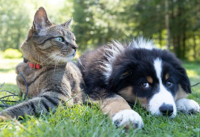 Senado aprova projeto que criminaliza tatuagens e piercings em pets | Unsplash