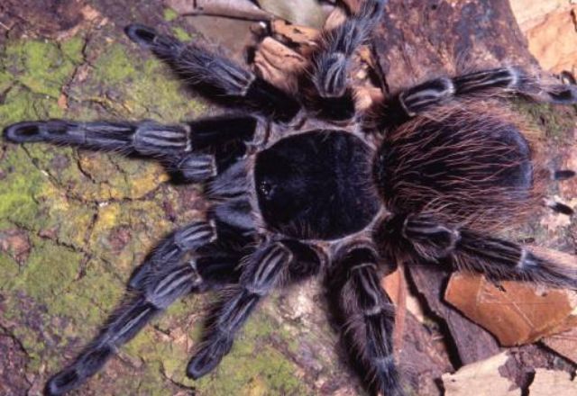 Pesquisa brasileira aponta que veneno de aranha pode ser usado contra células de câncer