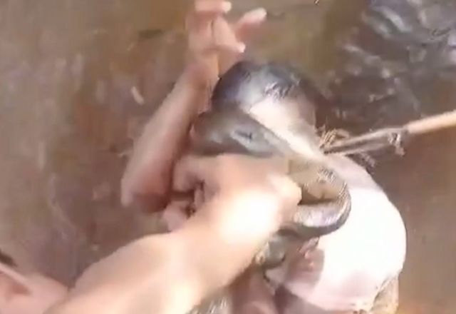 Homem morde sucuri para escapar de ataque em rio no Pará