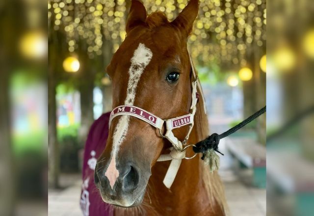 Cavalo caramelo foi adotado pela Universidade Luterana do Brasil, em Canoas | Divulgação