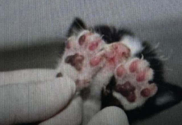 Polícia Civil prende mulher por queimar filhotes de gato em Manaus
