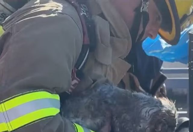 Animais morreram por inalação de fumaça | Reprodução/redes sociais