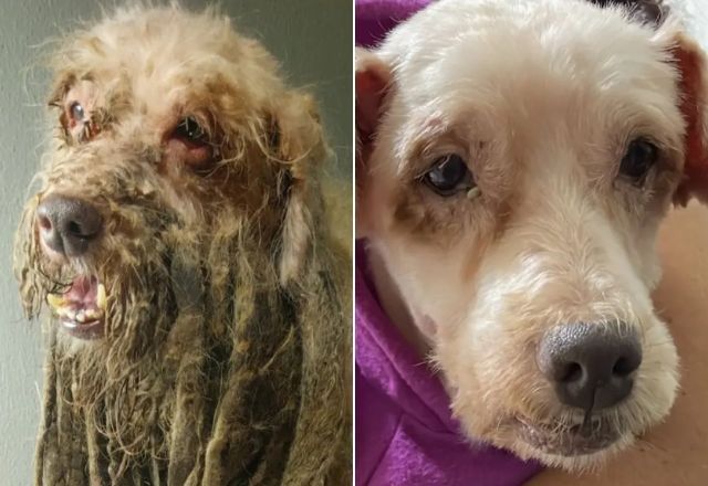 Cachorro resgatado com 3kg de pelos sujos recebe alta e ganha novo lar