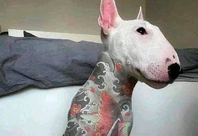 Governo publica lei que criminaliza tatuagens e piercings em cães e gatos