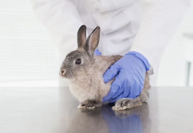 Câmara aprova projeto que proíbe uso de animais em testes de cosméticos | Freepik