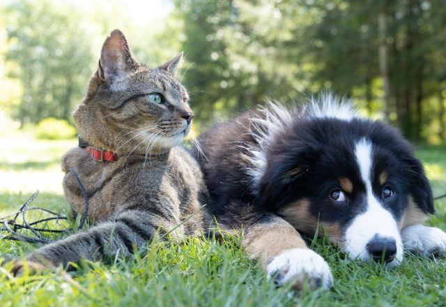 Governo sanciona regras para guarda compartilhada de pets em caso de divórcio