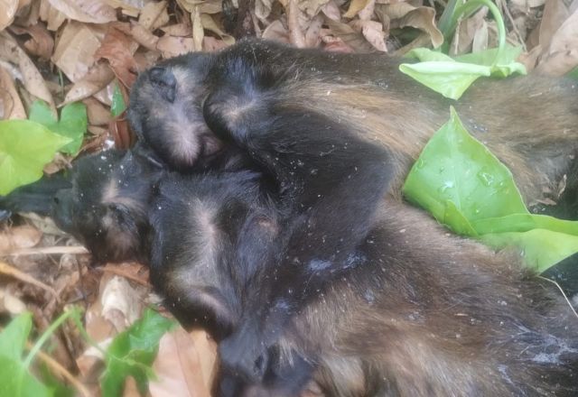 Macacos encontrados mortos devido ao calor | Divulgação/Cobius