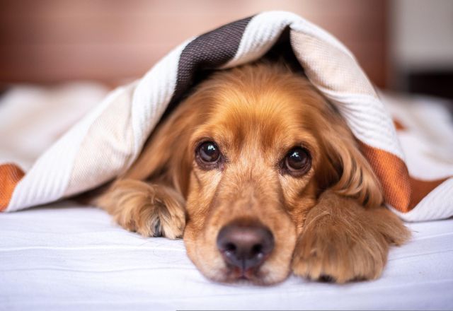 Senado aprova regras para guarda compartilhada de animais em caso de divórcio | Pexels