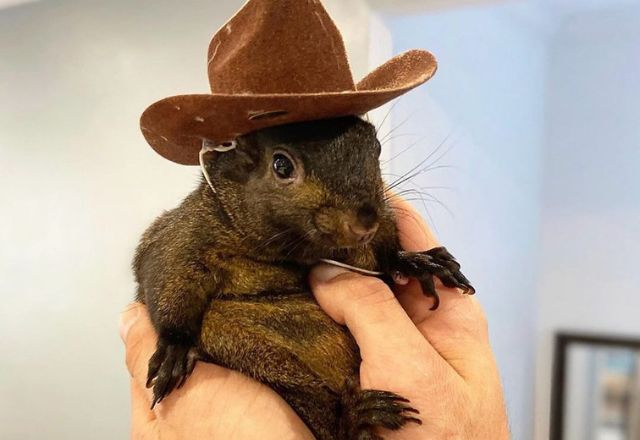 Peanut acumula 676 mil seguidores no Instagram | Reprodução