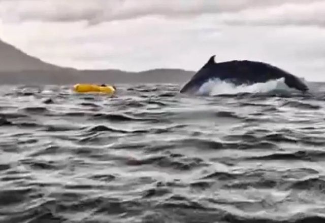 Baleia engole e solta jovem que andava de caiaque no Chile; veja vídeo