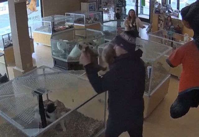 VÍDEO: homem finge desmaio e comparsa rouba filhotes de buldogue em petshop