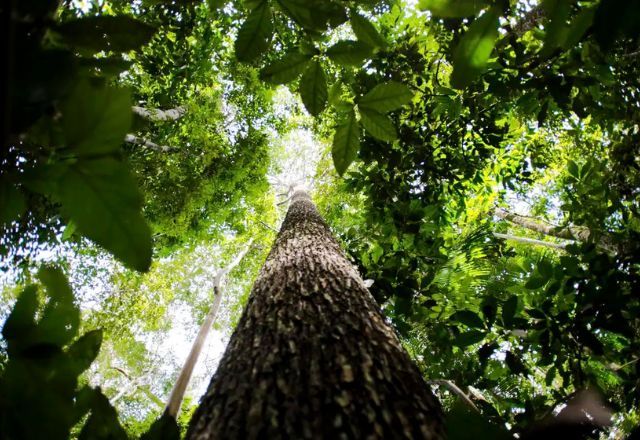 Nova lei de licenciamento ambiental entra em vigor no Brasil | Agência Brasil