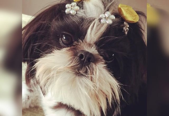 Cachorra da raça shih tzu morreu enquanto estava em pet shop | Reprodução