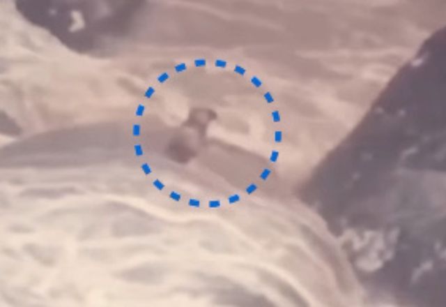 Cachorro cego e surdo é resgatado após ficar ilhado no RJ | Reprodução