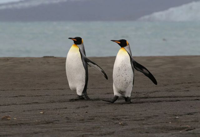 Arquipélago é o lar de diversas colônias de pinguins, focas e aves | Reprodução/Flickr