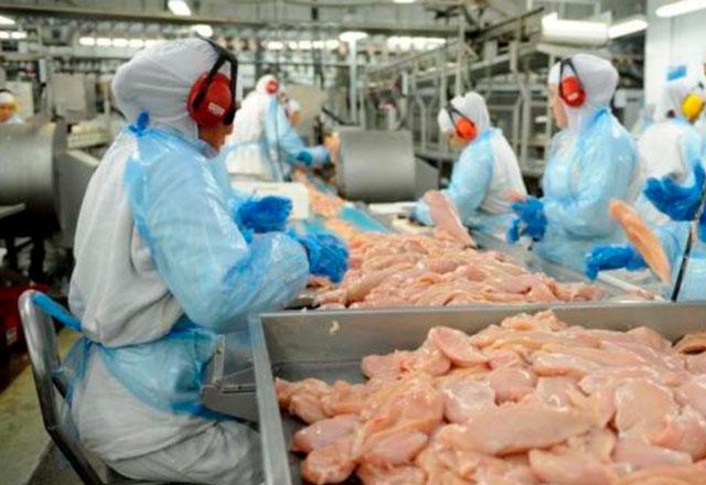 Foto em close da cara de um frango de penas brancas. Ele está com a boca aberta