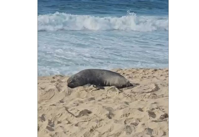 Lobo-marinho surge em Ipanema e vira atração na praia carioca | Foto: Reprodução / Praias Cariocas, no TikTok
