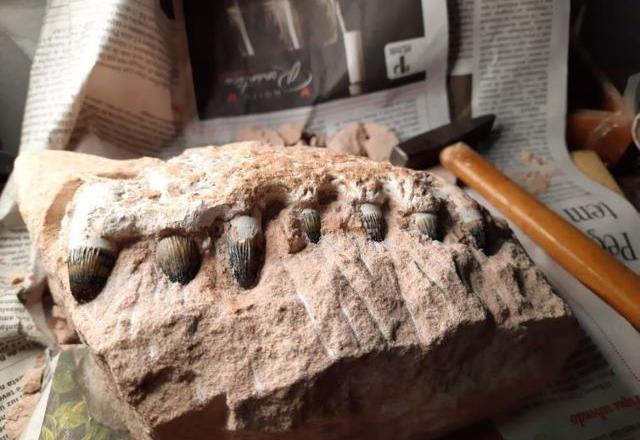 Fragmentos de fósseis de dinossauros