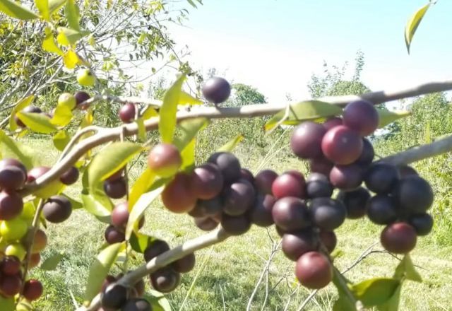 Fruto tem alta concentração de vitamina C, superando limão, laranja, abacaxi e acerola | SBT News