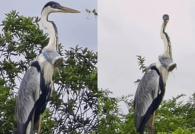 Garça tem copo entalado no pescoço e mobiliza ambientalistas, veterinários e agentes da Prefeitura do Rio de Janeiro | Fotos: Jeferson Pires