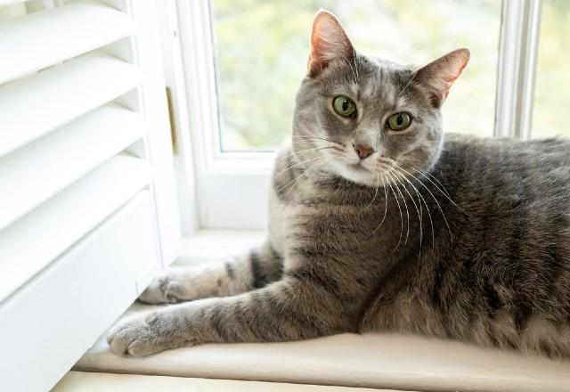 Gata Willow. Ela tem o pelo cinza e curto e olhos verdes claros