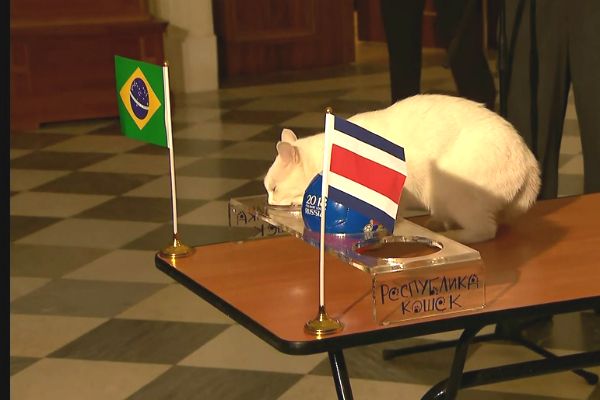 Gato Achilles, novo oráculo do Mundial, previu vitória do Brasil