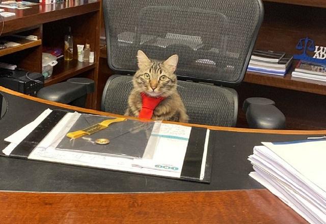 Gato acomodado em cadeira de escritório, com gravata, em frente a mesa com papeis e pastas empilhadas