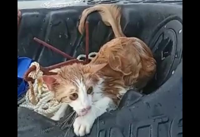 Gato é salvo por pescador após ser jogado da ponte Rio-Niterói na Baía de Guanabara no Rio