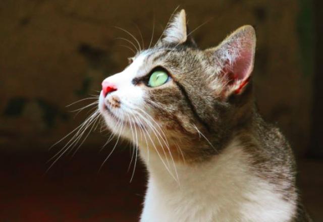 Gato