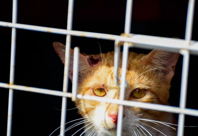 Gato ferido olhando assustado de dentro da gaiola